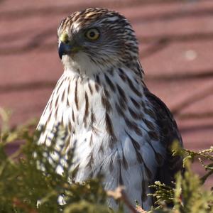 Cooper's Hawk