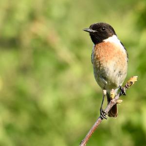 European stonechat