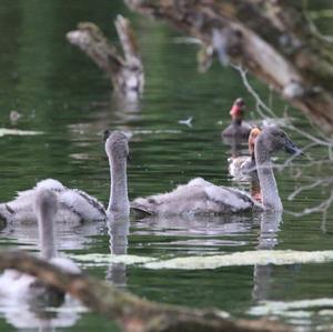 Höckerschwan