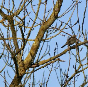 Fieldfare