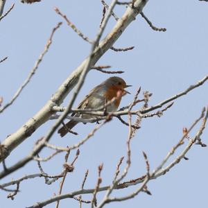 European Robin