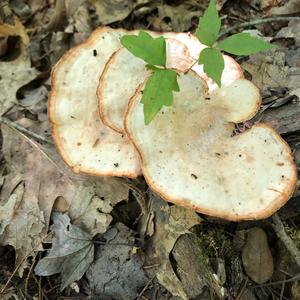 Black-footed Polypore