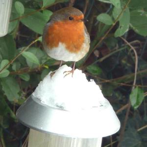 European Robin