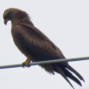 Black Kite