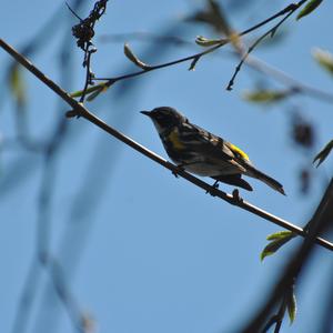 Yellow-rumped Warbler