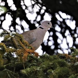 Eurasian Collared-dove