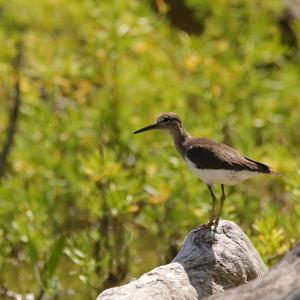 Common Greenshank