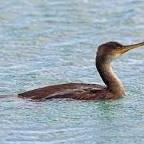 European Shag