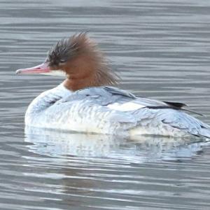 Common Merganser