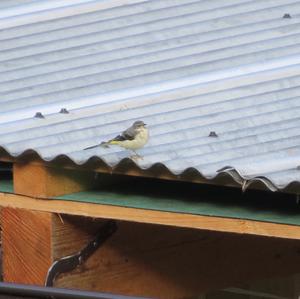 Grey Wagtail