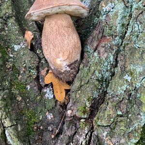 King Bolete