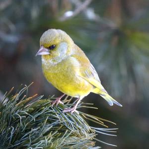 European Greenfinch