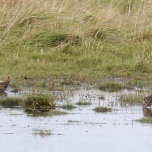 Common Snipe