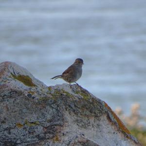 Hedge Accentor