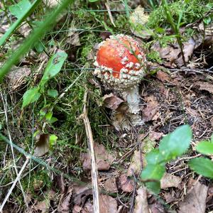 Fly Agaric