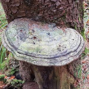 Red-belted Polypore