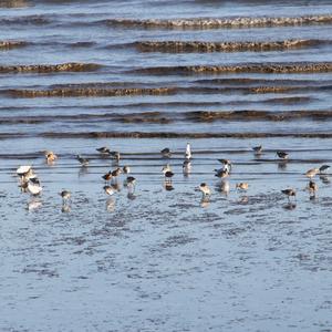 Black-tailed Godwit