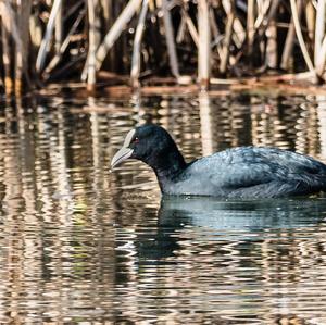 Common Coot