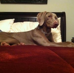 Weimaraner