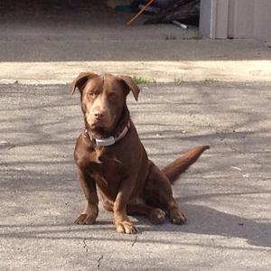 Unknown Breed