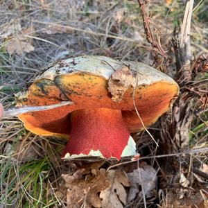 Satan`s Bolete