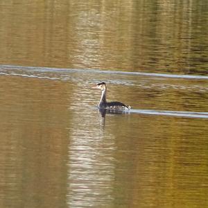 Great Crested Grebe