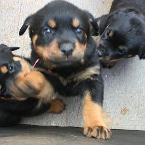 Rottweiler