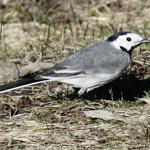 White Wagtail