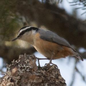 Red-breasted Nuthatch