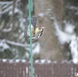 Yellow-bellied Sapsucker