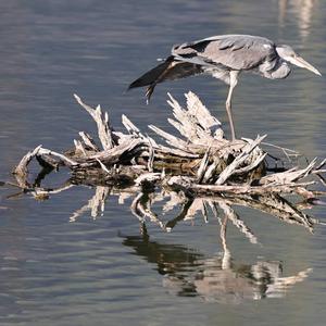 Grey Heron