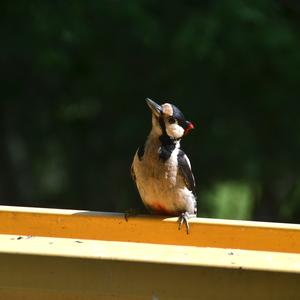 Great Spotted Woodpecker