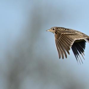 Eurasian Skylark