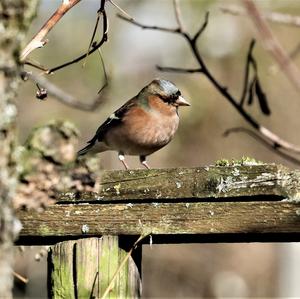 Eurasian Chaffinch