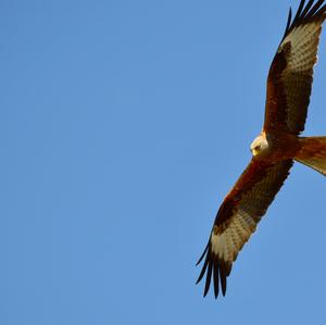 Red Kite