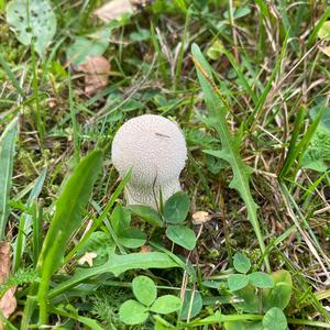 Gem-studded Puffball