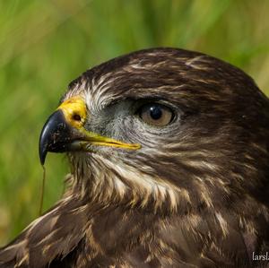 Mäusebussard