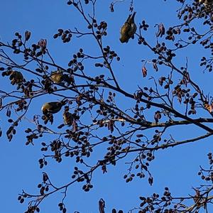 European Greenfinch