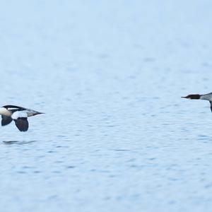 Common Merganser