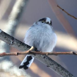 Long-tailed Tit