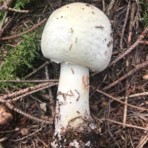 Horse Mushroom