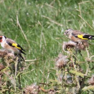 European Goldfinch