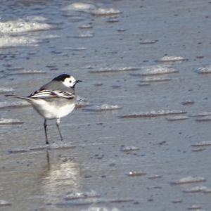 White Wagtail