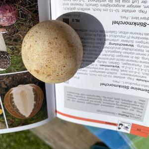 Stinkhorn, Common