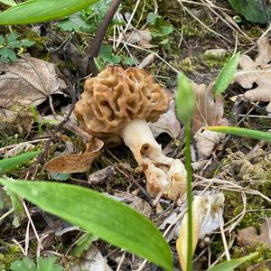 Yellow Morel