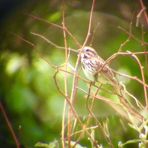 Song Sparrow