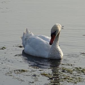 Mute Swan