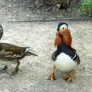 Mandarin Duck