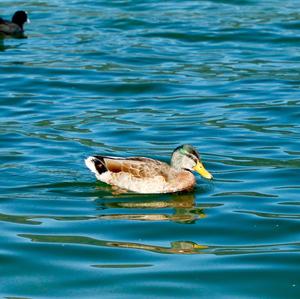 Mallard