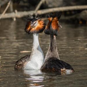 Great Crested Grebe